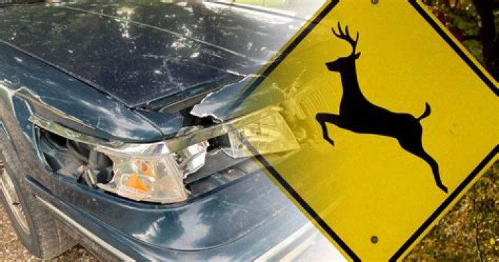 Estate Agent Erin Heneghan Dies in Fatal Easton Car Crash Following Collision with Deer.