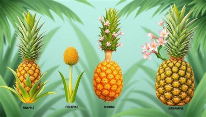 Is The Pineapple A Symbol Of Swinging? – Celebrity