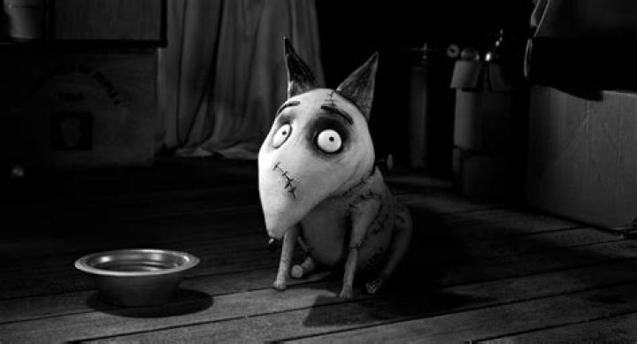 What happened to Sparky in Frankenweenie? – Celebrity