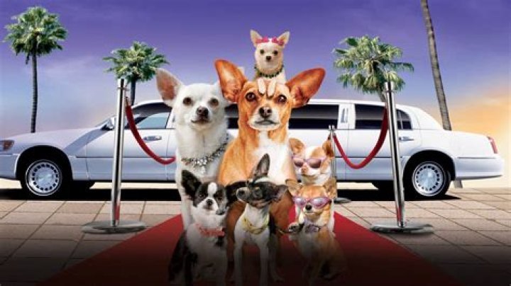 What kind of Chihuahua is in Beverly Hills Chihuahua? – Celebrity