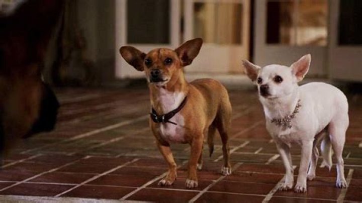 What was the name of the Chihuahua in Beverly Hills Chihuahua? – Celebrity